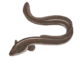 Colour illustration of an American eel.