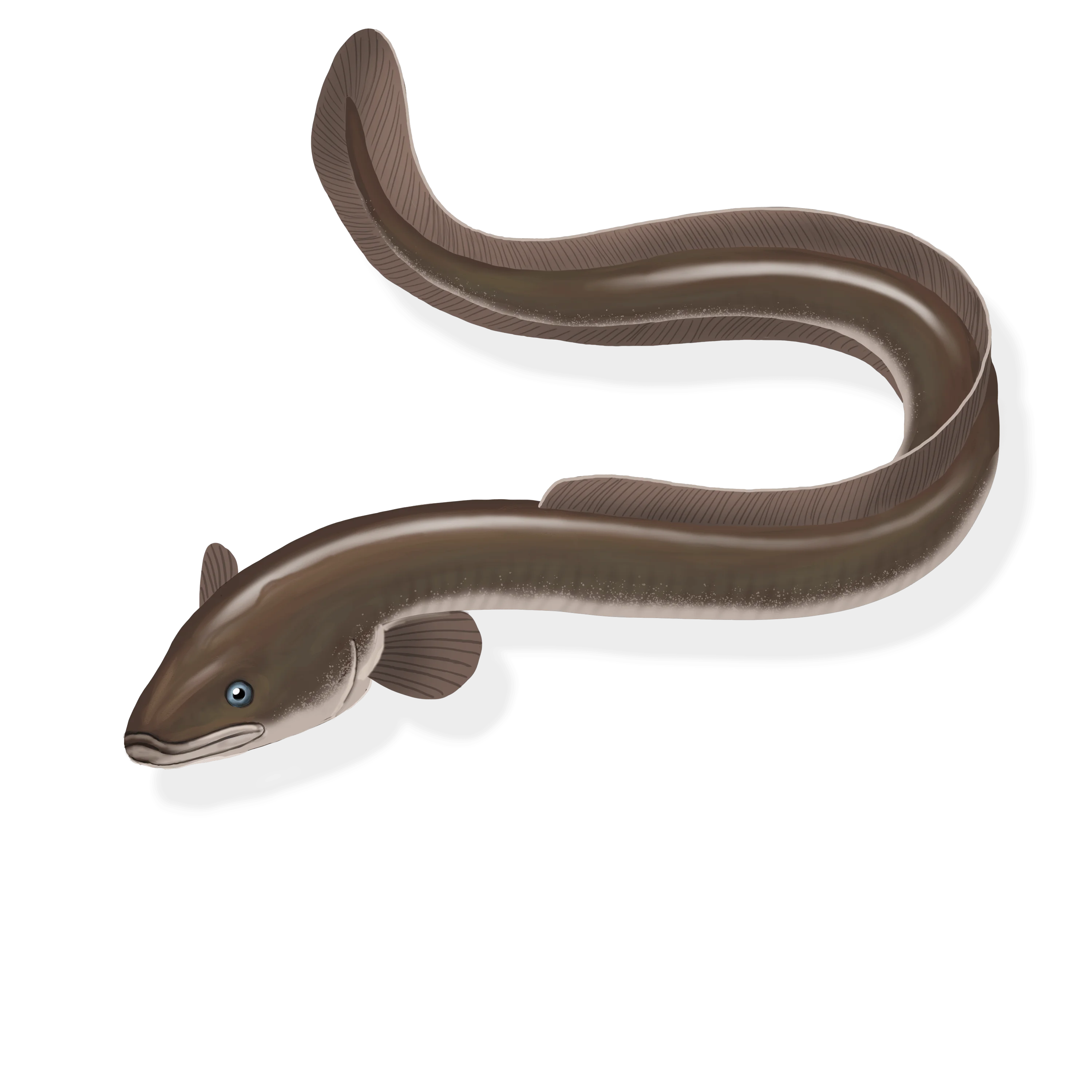 Colour illustration of an American eel.
