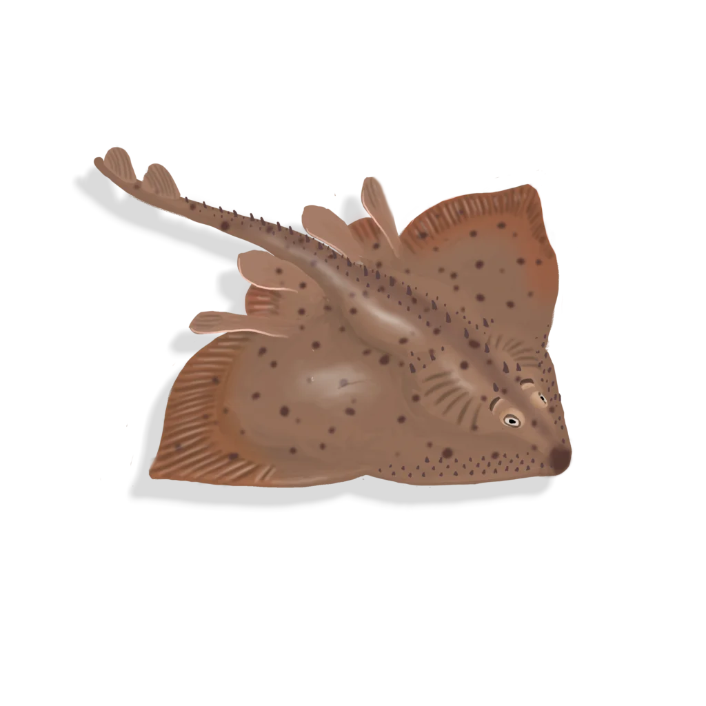 Colour illustration of a thorny skate.