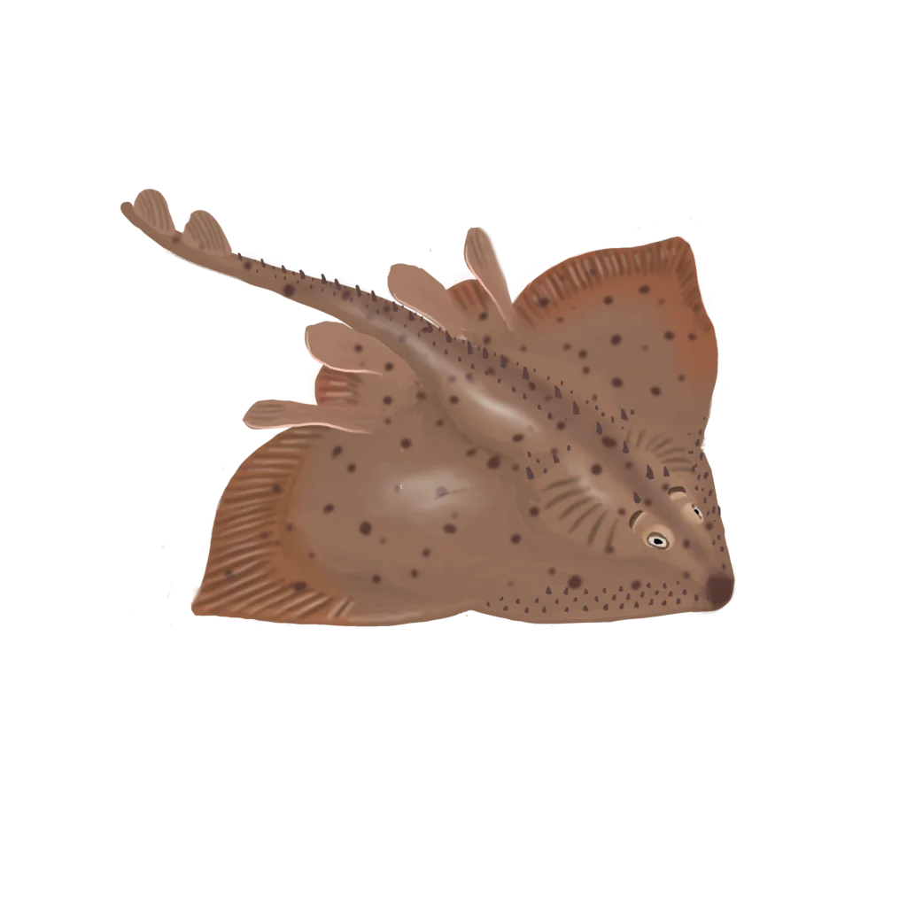 Colour illustration of a thorny skate.
