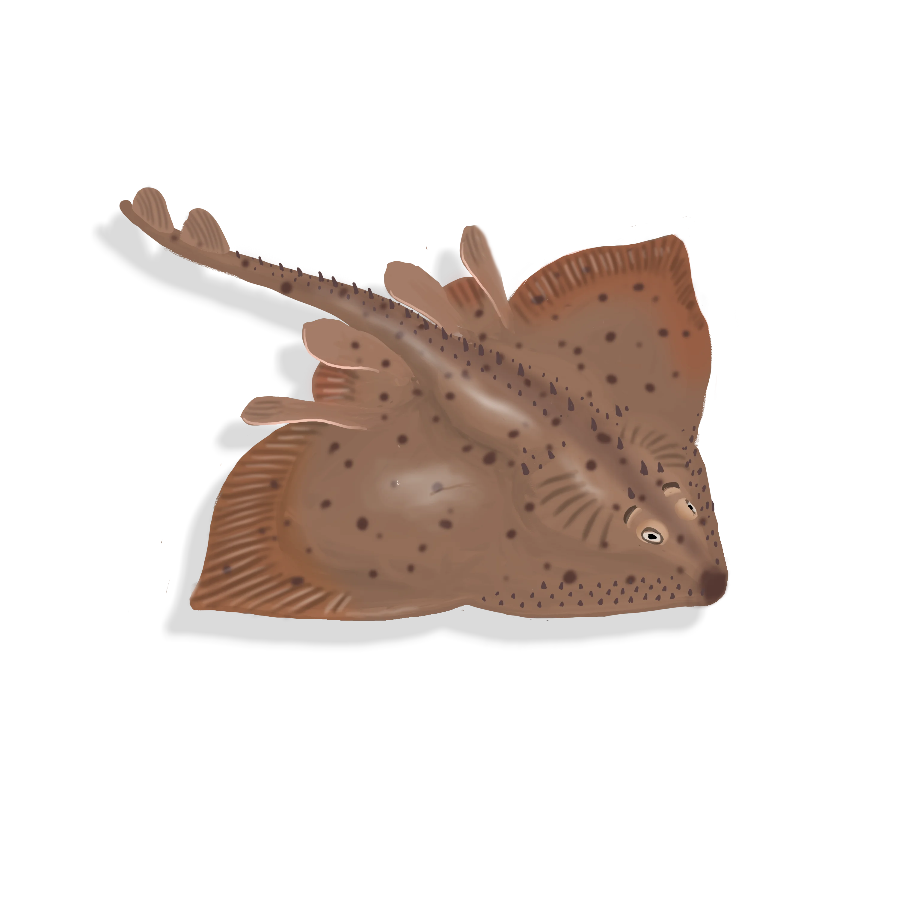 Illustration couleur d'une raie épineuse