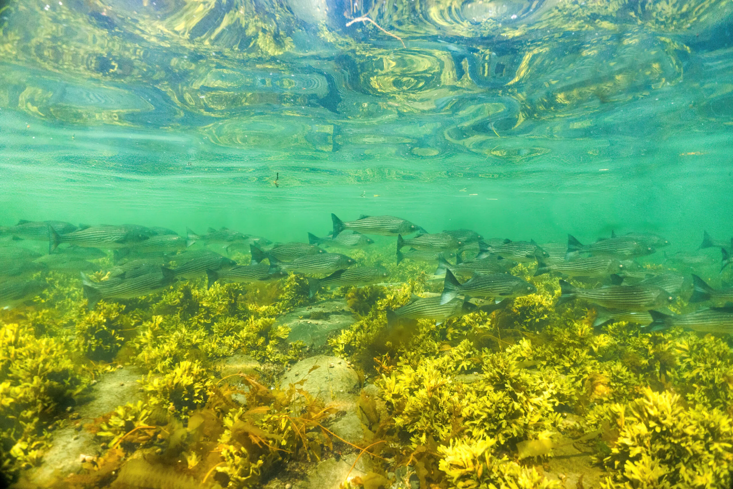 Photographie sous-marine d'un banc de poissons nageant au-dessus d'algues.