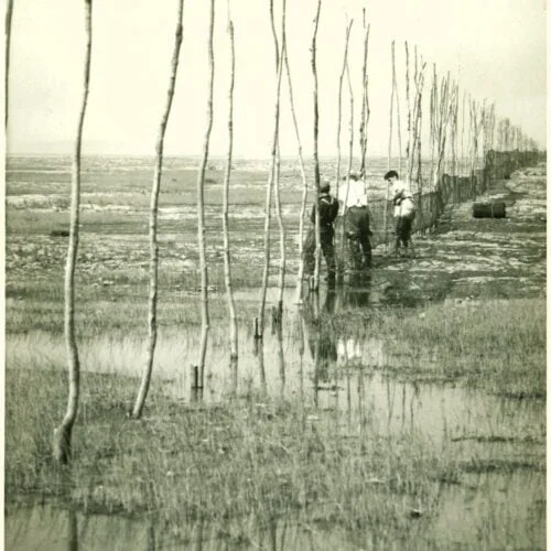 Black and white photograph of three men setting up a weir at low tide. They are weaving a long net between stakes driven into the ground.