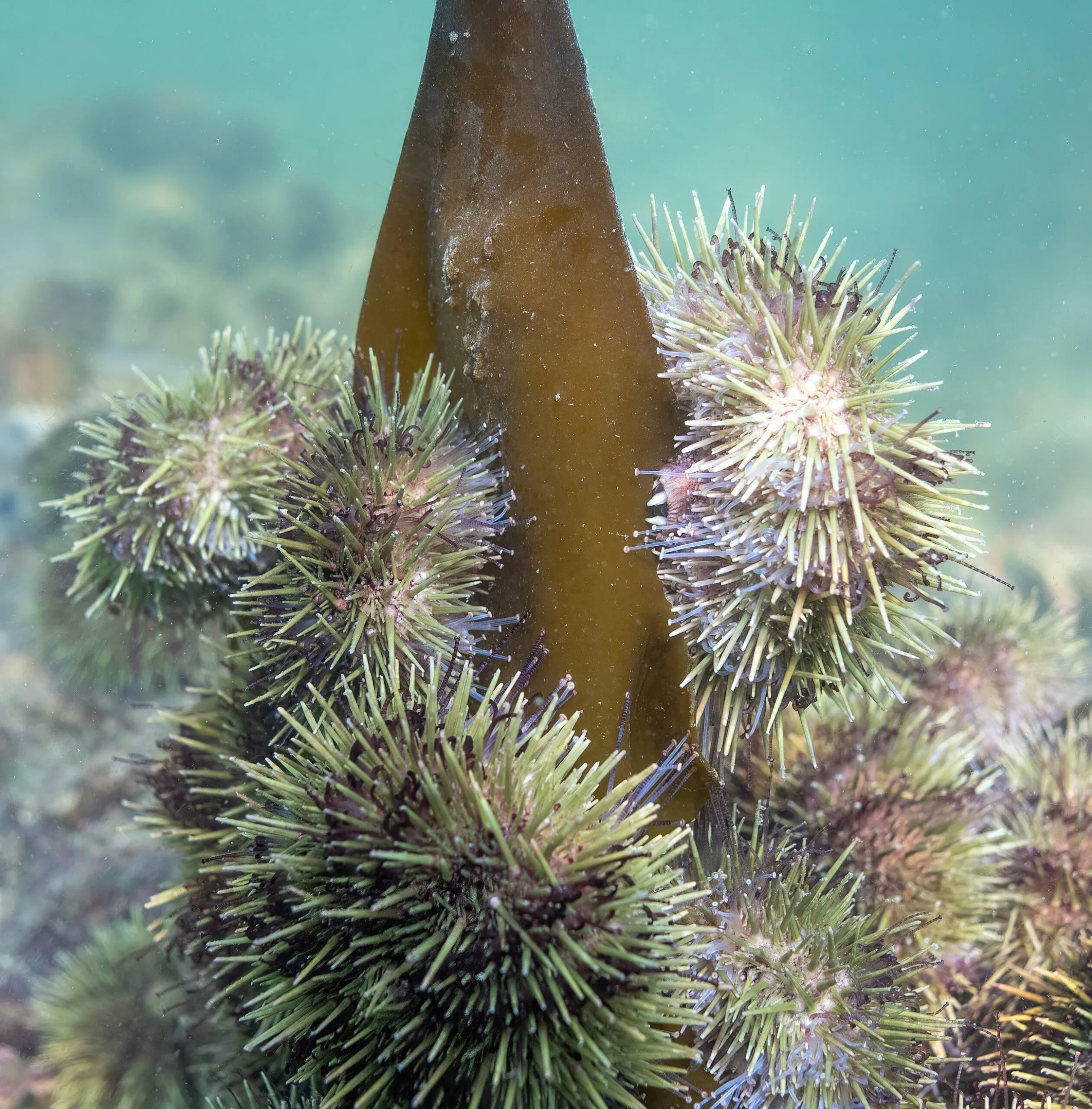 Photographie sous-marine de plusieurs oursins en train de brouter une algue.