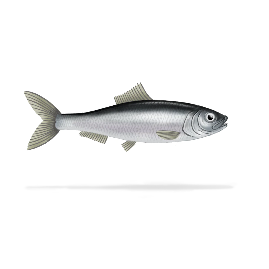 Colour illustration of an Atlantic herring.