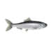 Colour illustration of an Atlantic herring.