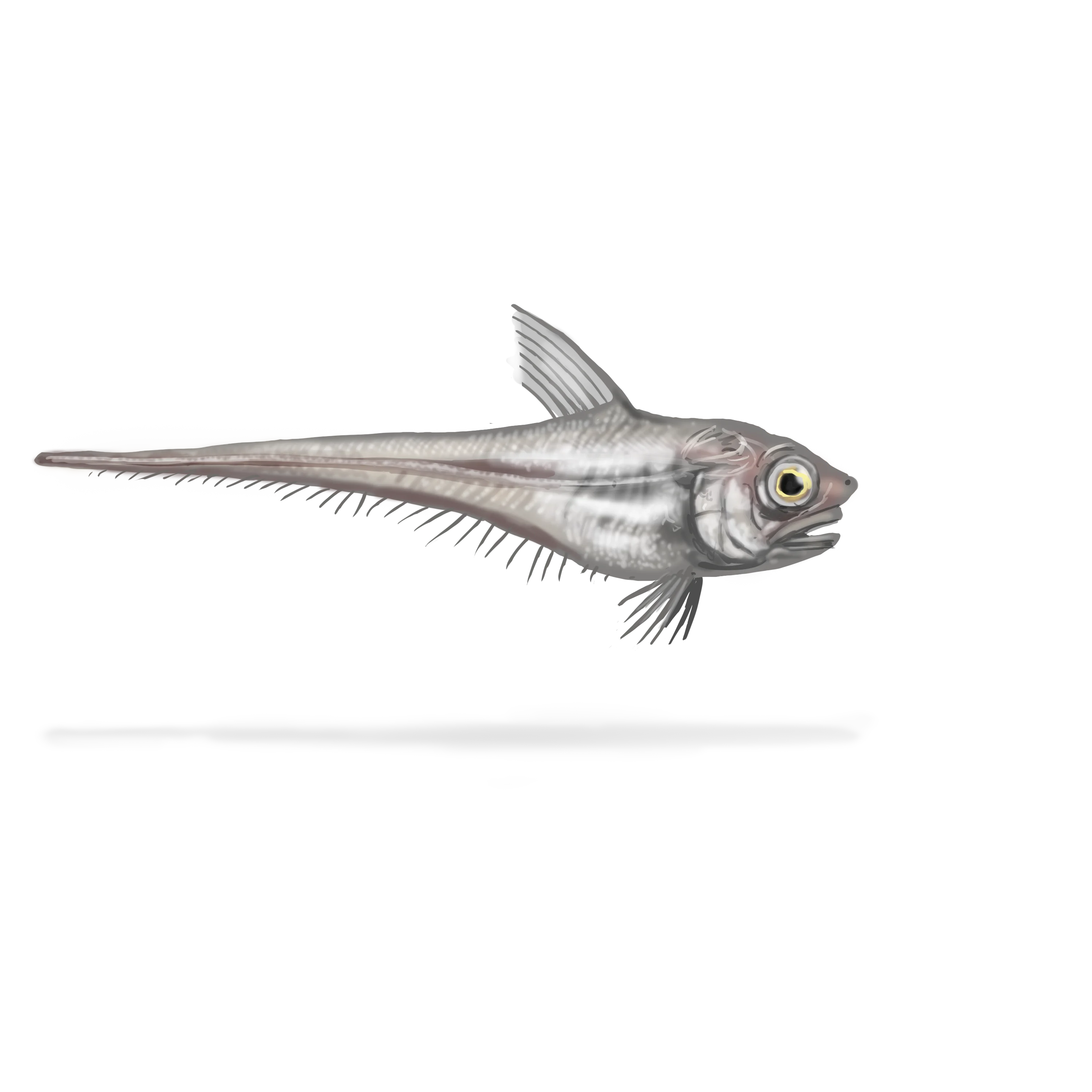 Illustration couleur d'un grenadier du grand banc.