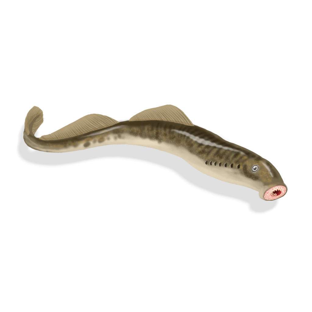 Colour illustration of a sea lamprey.