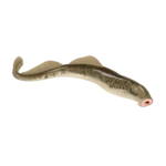 Colour illustration of a sea lamprey.