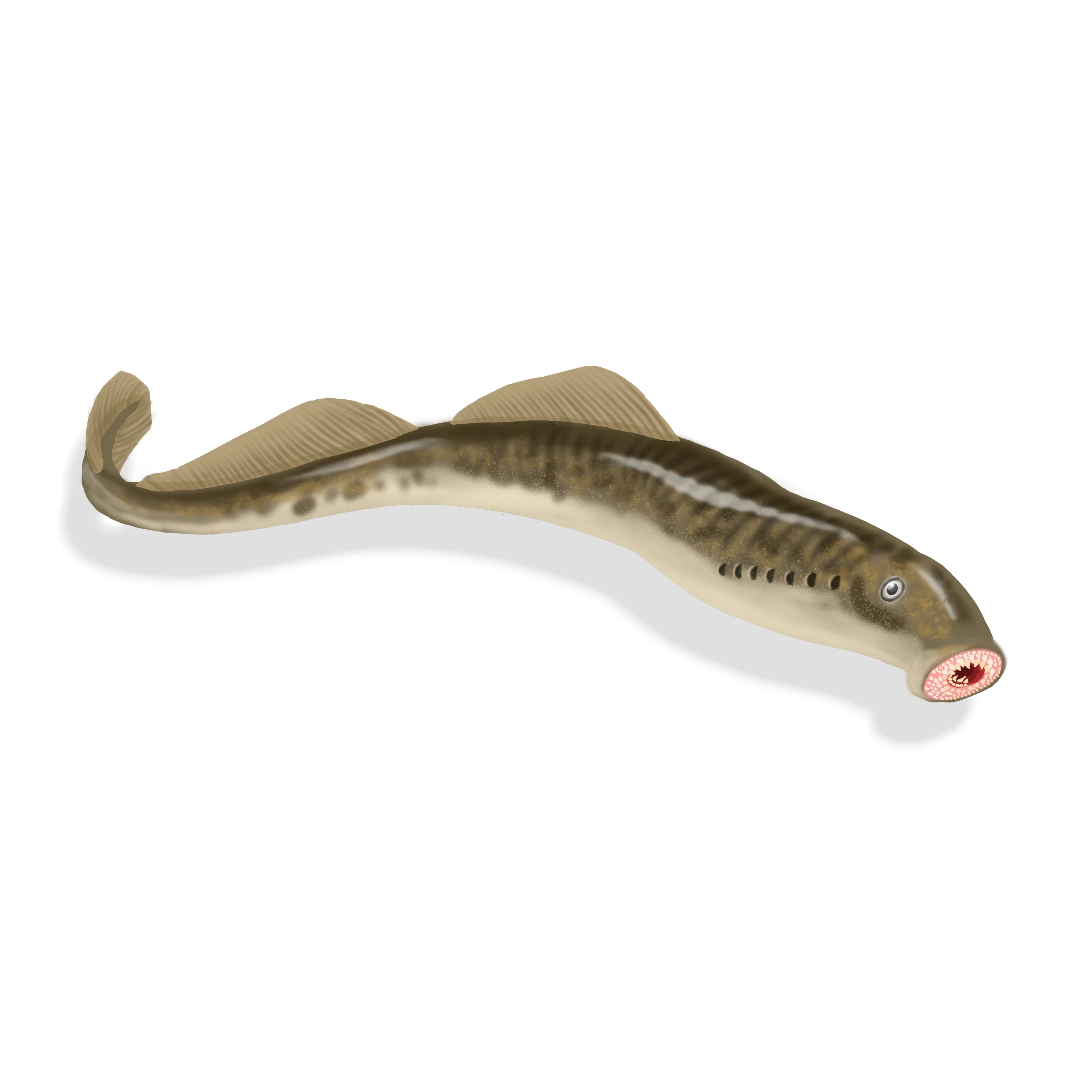 Colour illustration of a sea lamprey.