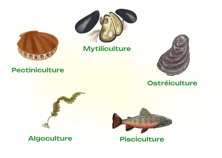 Illustration d'un pétoncle avec l'indication "pectiniculture", d'une moule ouverte et deux fermées avec l'indication "mytiliculture", d'une huître avec l'indication "ostréiculture", d'un saumon avec l'indication "pisciculture" et d'une algue avec l'indication "algoculture".