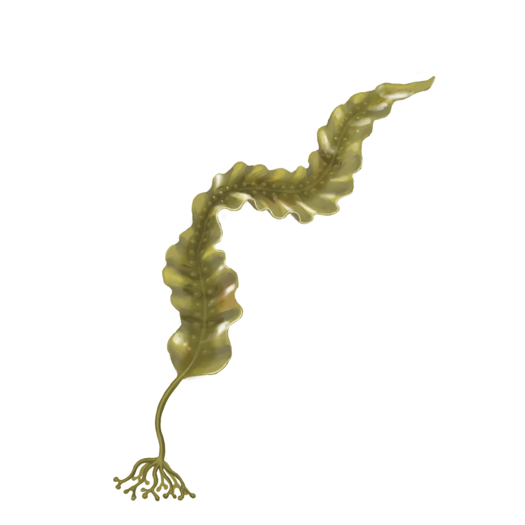 Colour illustration of a sugar kelp.