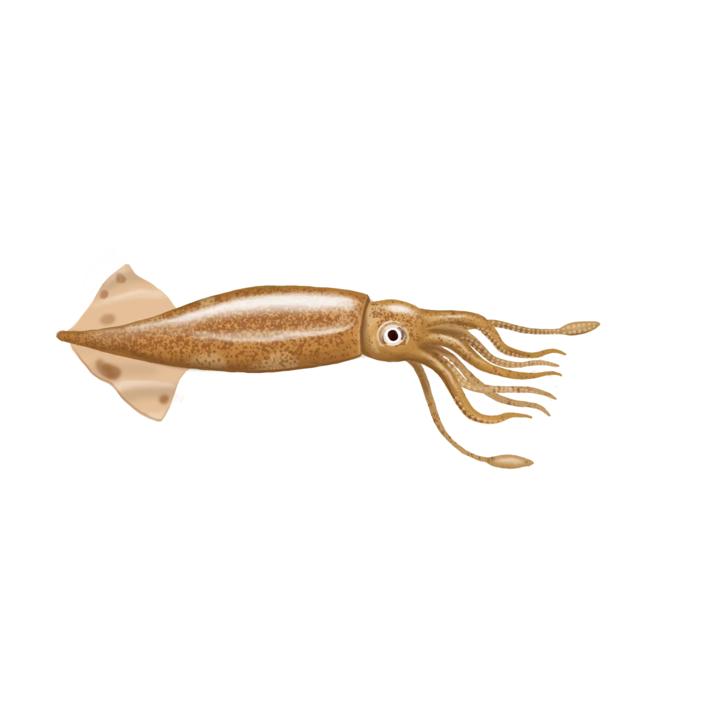 Colour photograph of a Northern shortfin squid.