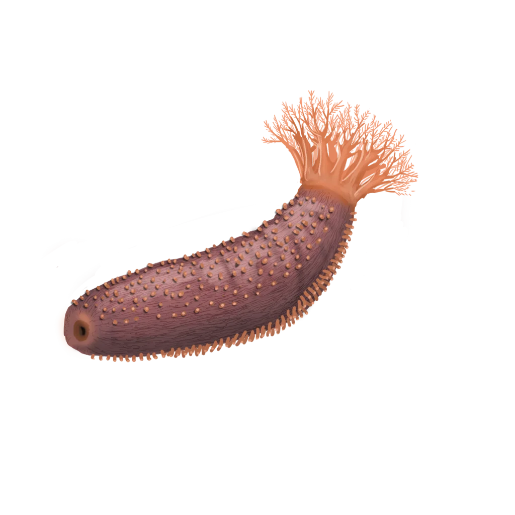 Colour illustration of an orange-footed sea cucumber.