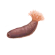 Colour illustration of an orange-footed sea cucumber.
