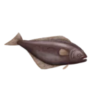 Colour illustration of an Atlantic halibut.