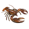 Illustration couleur d'une homard américain.