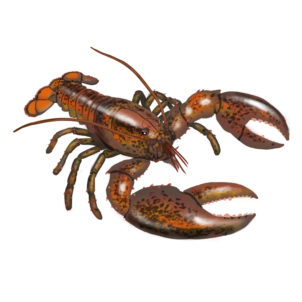 Colour illustration of an American lobster.