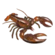Colour illustration of an American lobster.