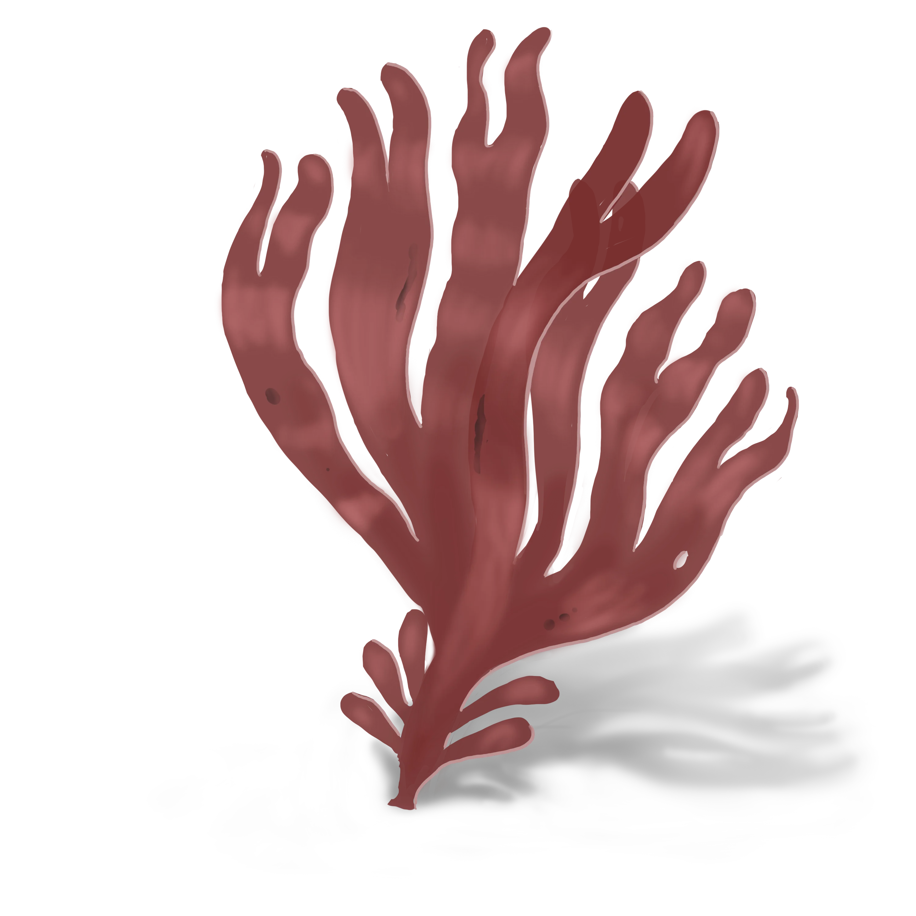 Colour illustration of a dulse.