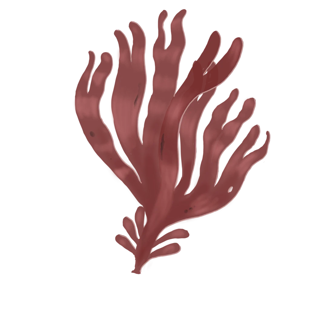 Colour illustration of a dulse.