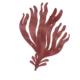 Colour illustration of a dulse.