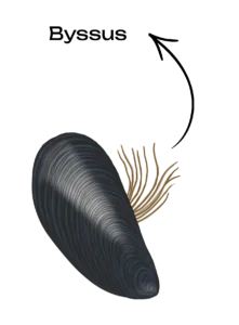 Illustration of a closed mussel with protruding filaments and an arrow indicating byssus.
