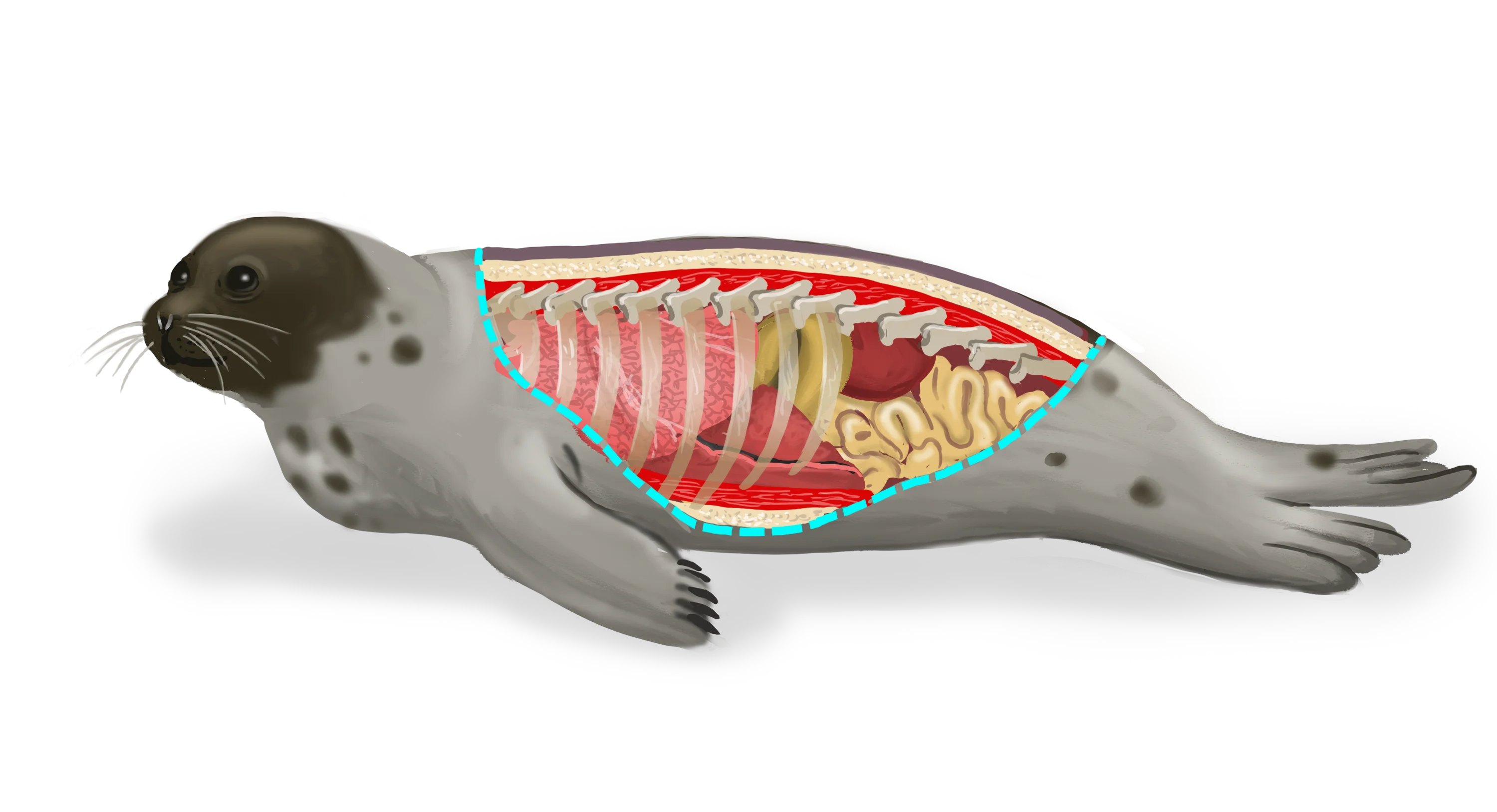 Illustration of a harp seal. Its flank is open, revealing its internal organs schematically.