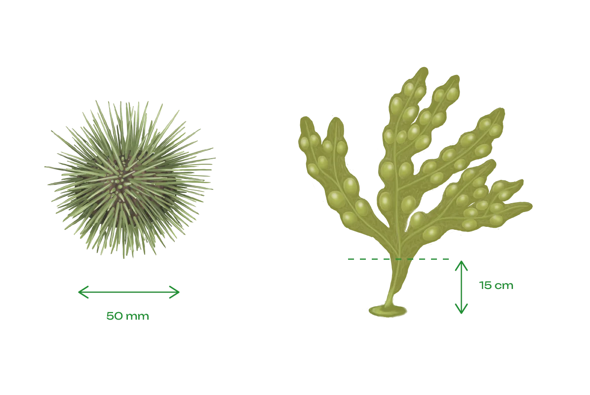 Illustration of a sea urchin on the left with a double arrow below indicating 50 mm and illustration of rockweed on the right with a double arrow on the side, starting from the bottom, indicating 15 cm.