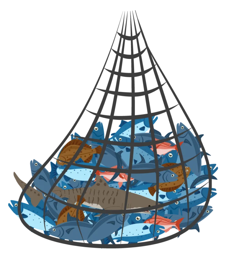 Illustration of a net filled with a variety of fish, including a shark.