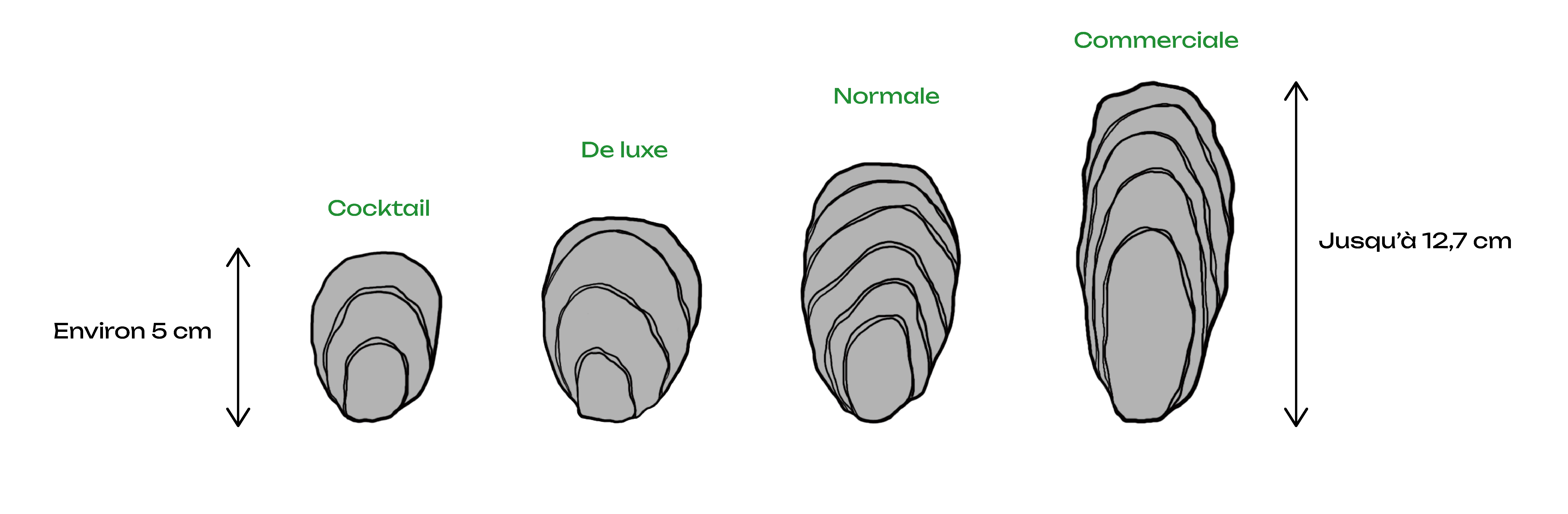 Illustration de quatre huîtres de tailles différentes. Une flèche à côté de la plus petite indique environ 5 cm, une autre à côté de la plus grande indique jusqu'à 12,7 cm. Au-dessus de chacune, une indication : cocktail, de luxe, normale, commerciale.
