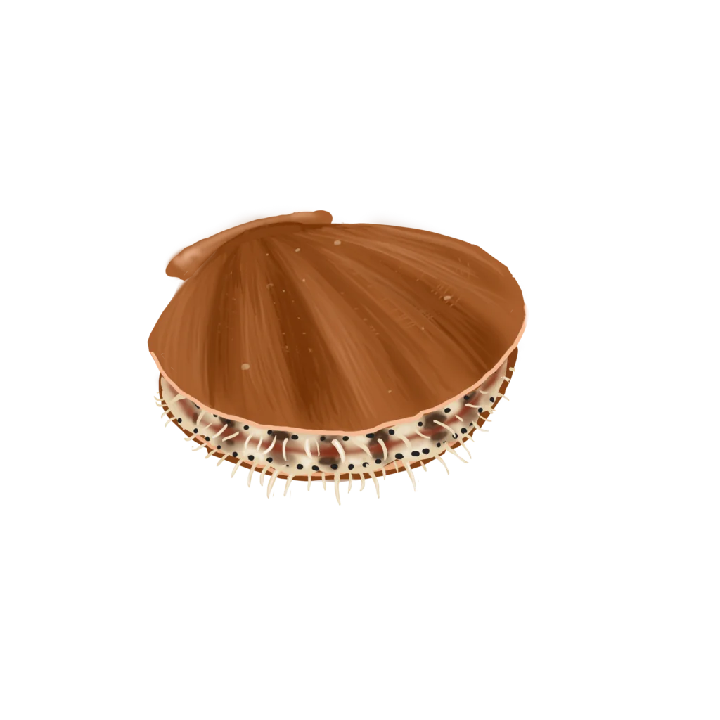 Colour illustration of a deap-sea scallop.