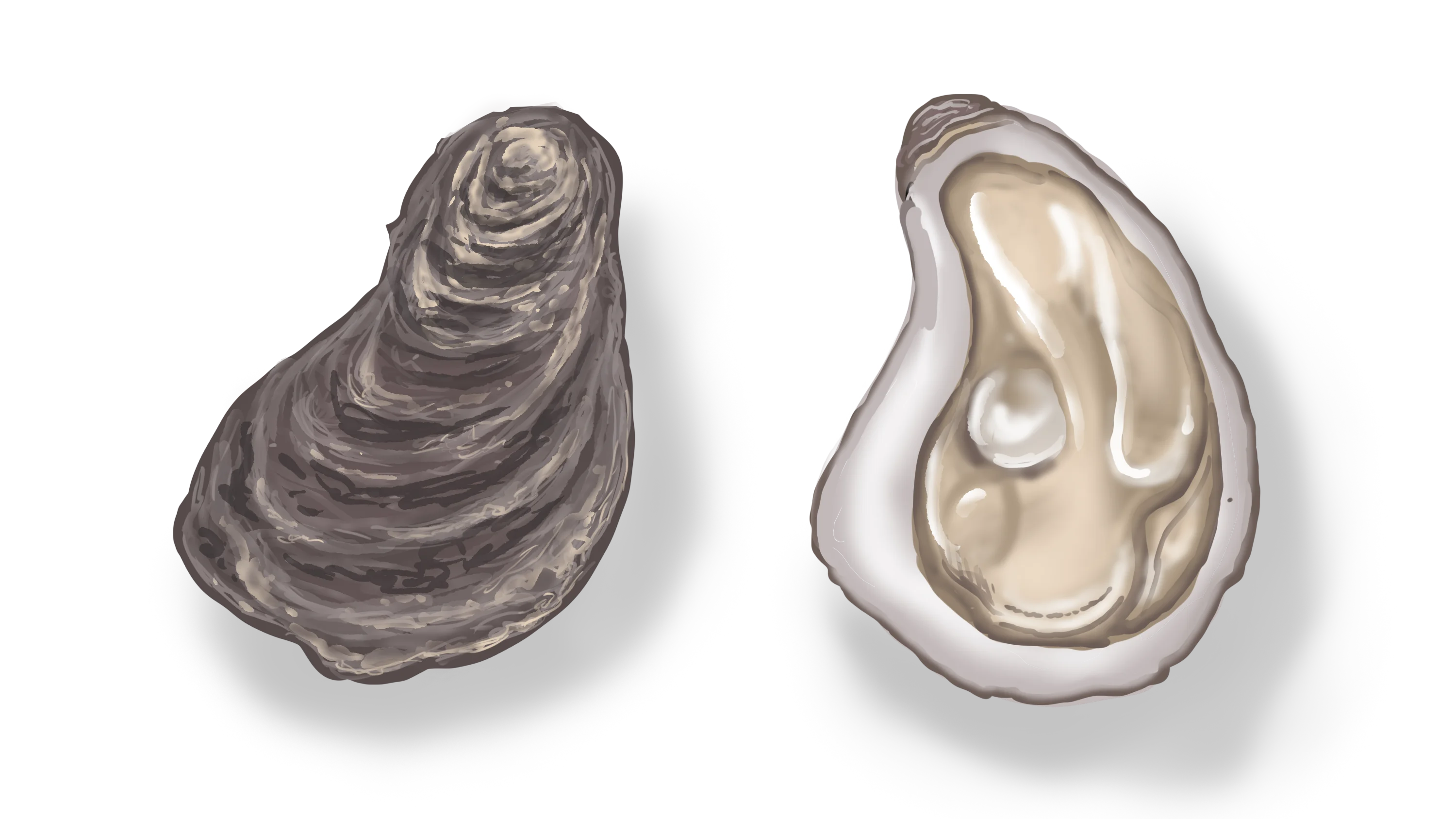 Illustration of two oysters. One is closed and its shell is visible. The other is open, revealing its flesh.