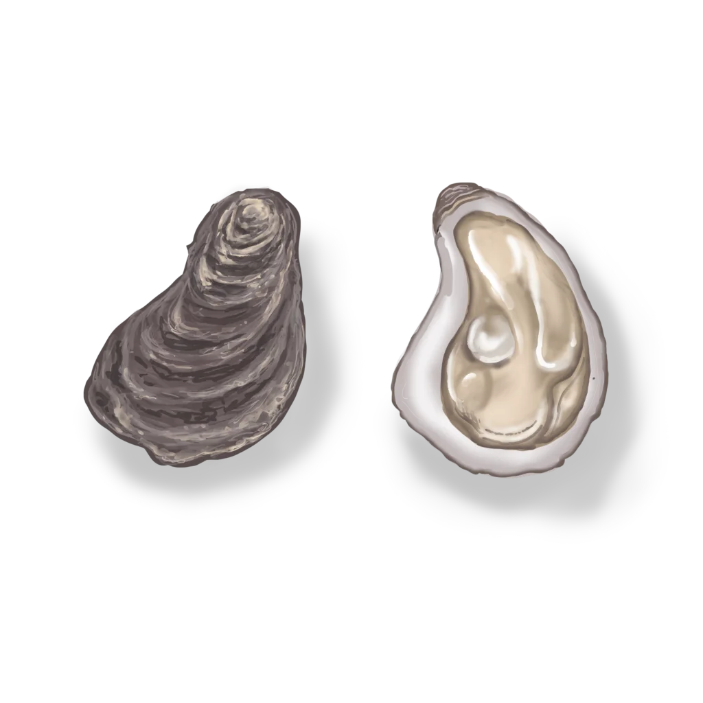 Colour illustration of two oysters, one of which is open with its flesh visible.