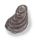 Colour illustration of an American oyster.