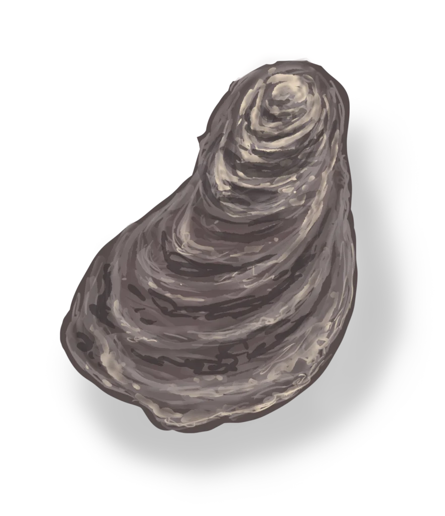 Colour illustration of an American oyster.