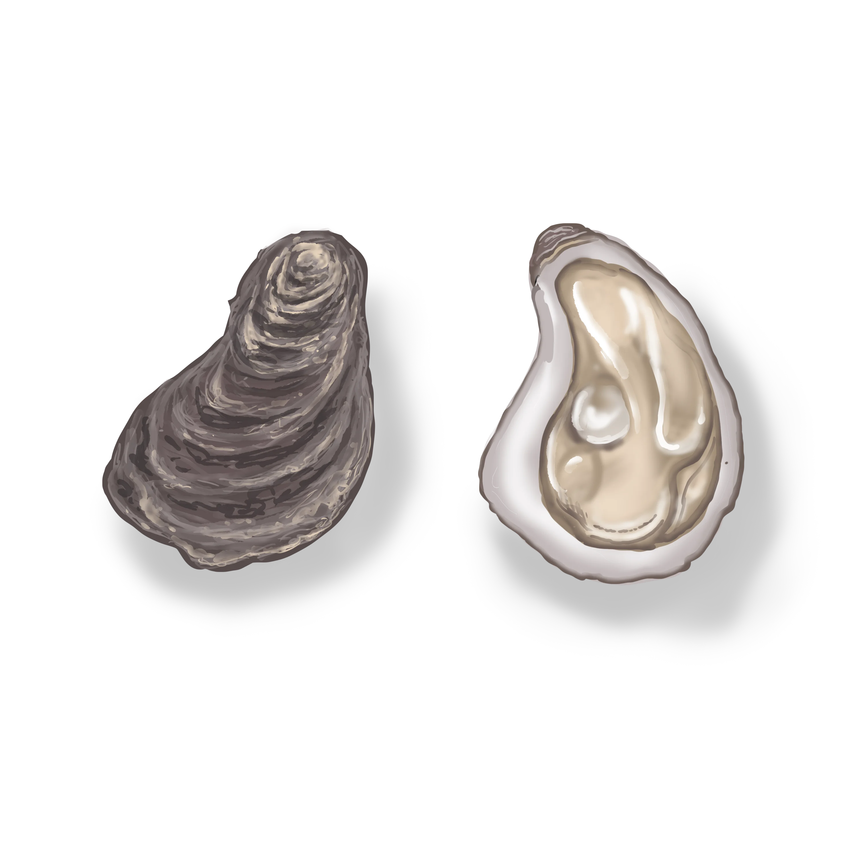 Colour illustration of two oysters, one of which is open with its flesh visible.
