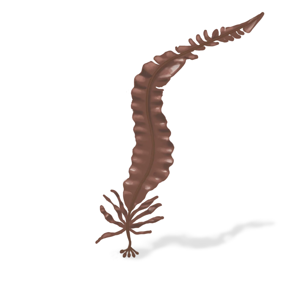 Colour illustration of a winged kelp.