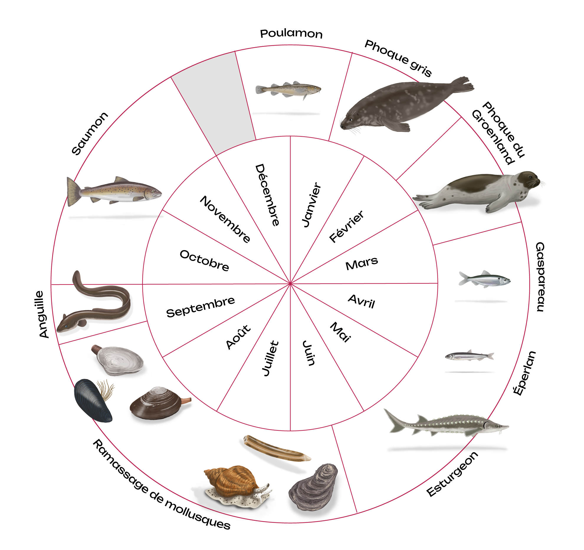 Calendrier de saisonnalité Mi’gmaq pour les activités de pêche, de cueillette et de chasse. Pour une description détaillée, accède à la "description longue" en-dessous de cette image.