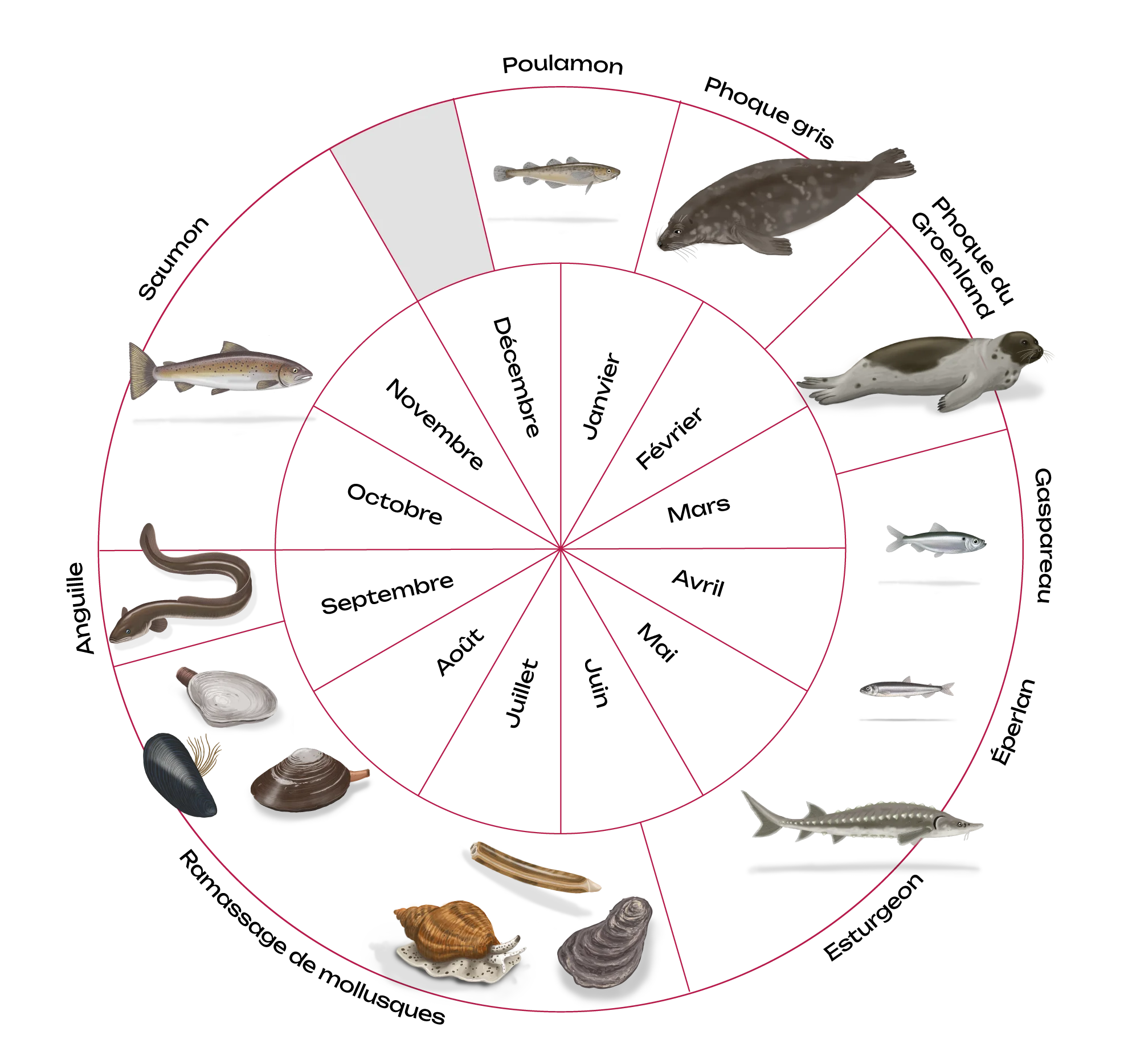 Calendrier de saisonnalité Mi’gmaq pour les activités de pêche, de cueillette et de chasse. Pour une description détaillée, accède à la "description longue" en-dessous de cette image.