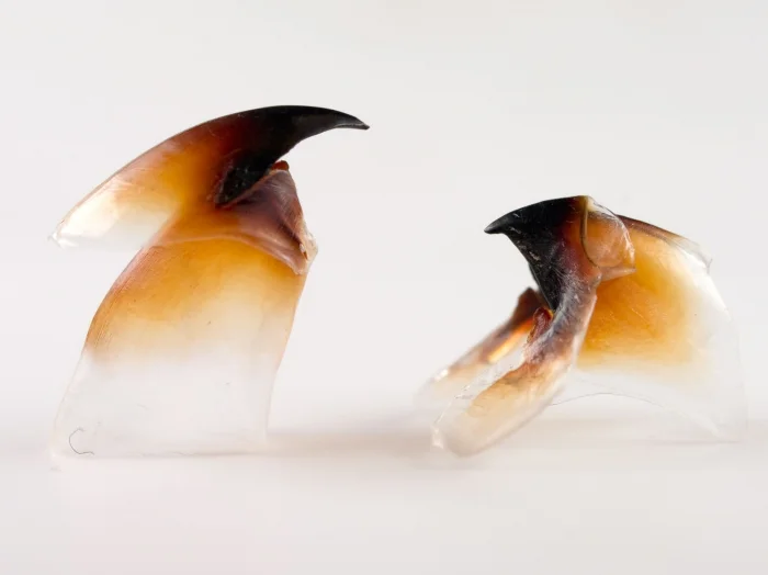 Photograph of two squid beaks.