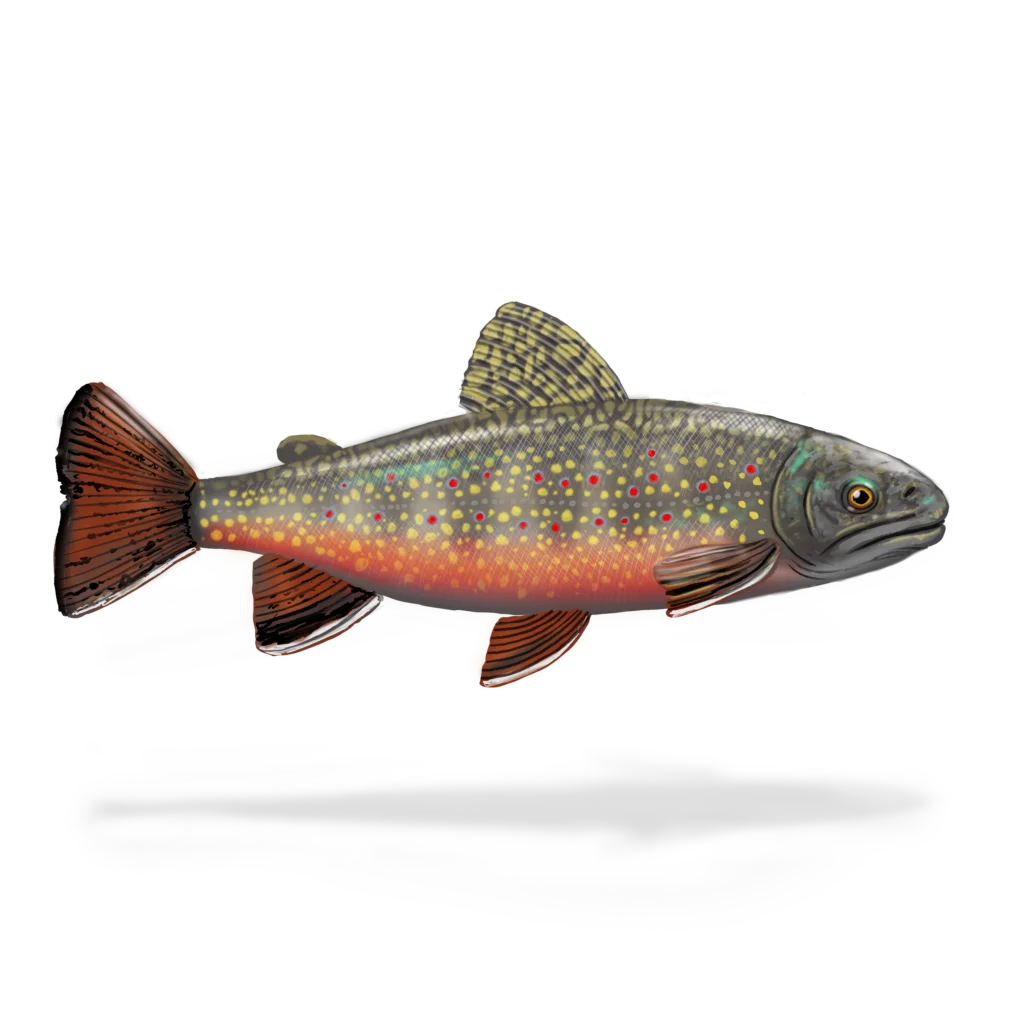 Colour illustration of a brook trout.