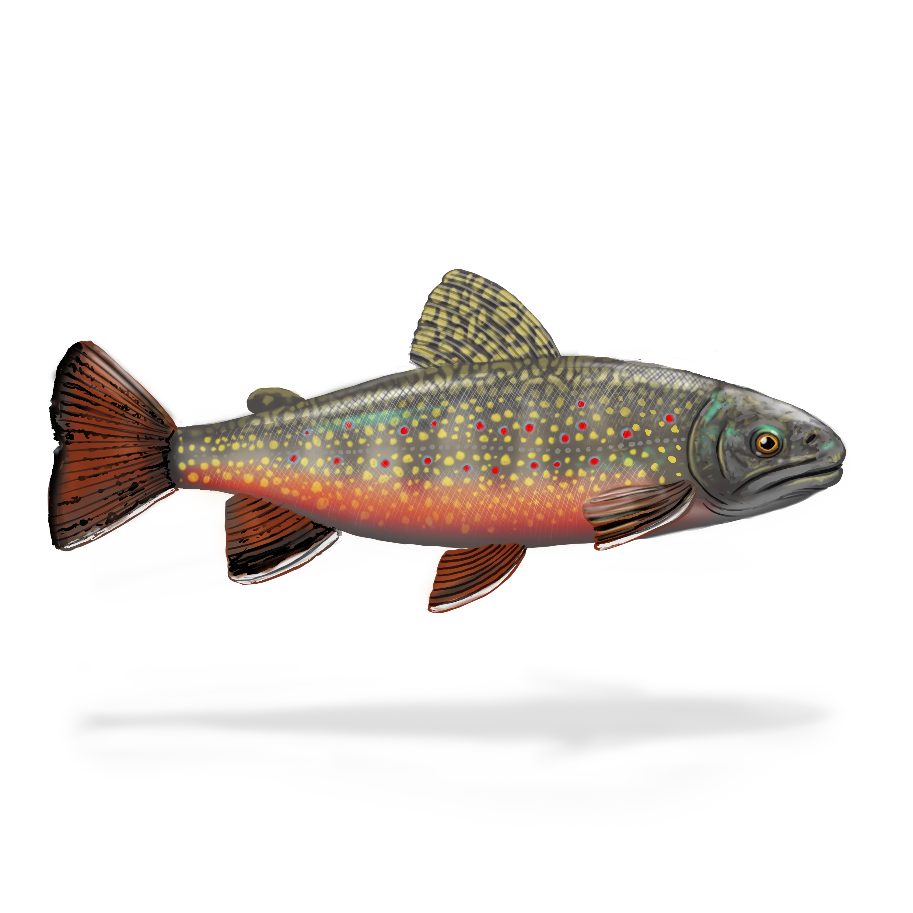 Colour illustration of a brook trout.