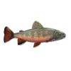Colour illustration of a brouk trout.