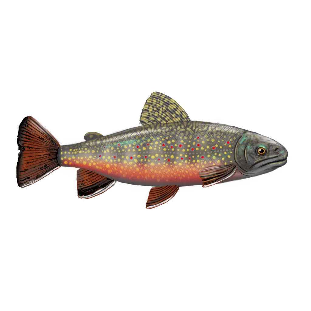 Colour illustration of a brouk trout.