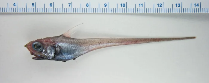 Photograph of a marlin-spike on a white surface with a ruler over it. The fish measures 14 cm.