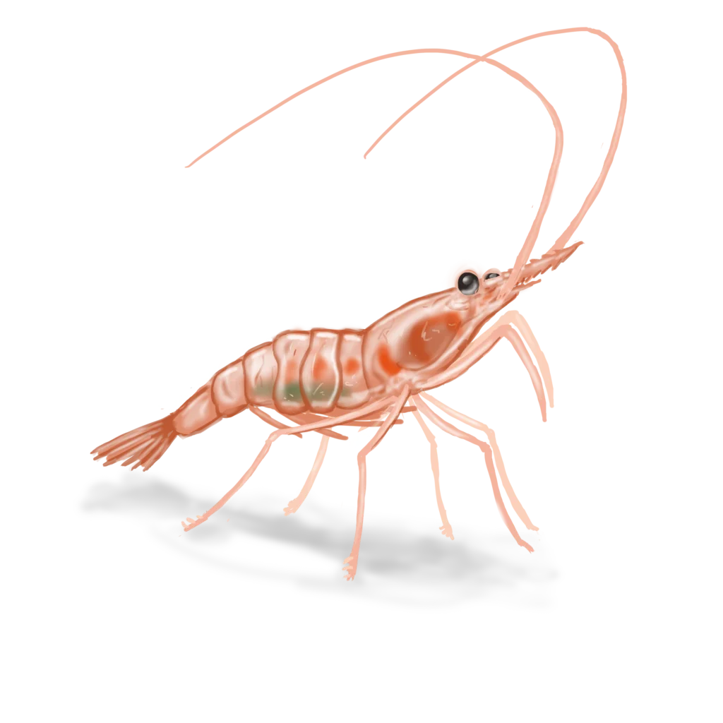 Colour illustration of a Northern shrimp.