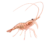 Colour illustration of a Northern shrimp.