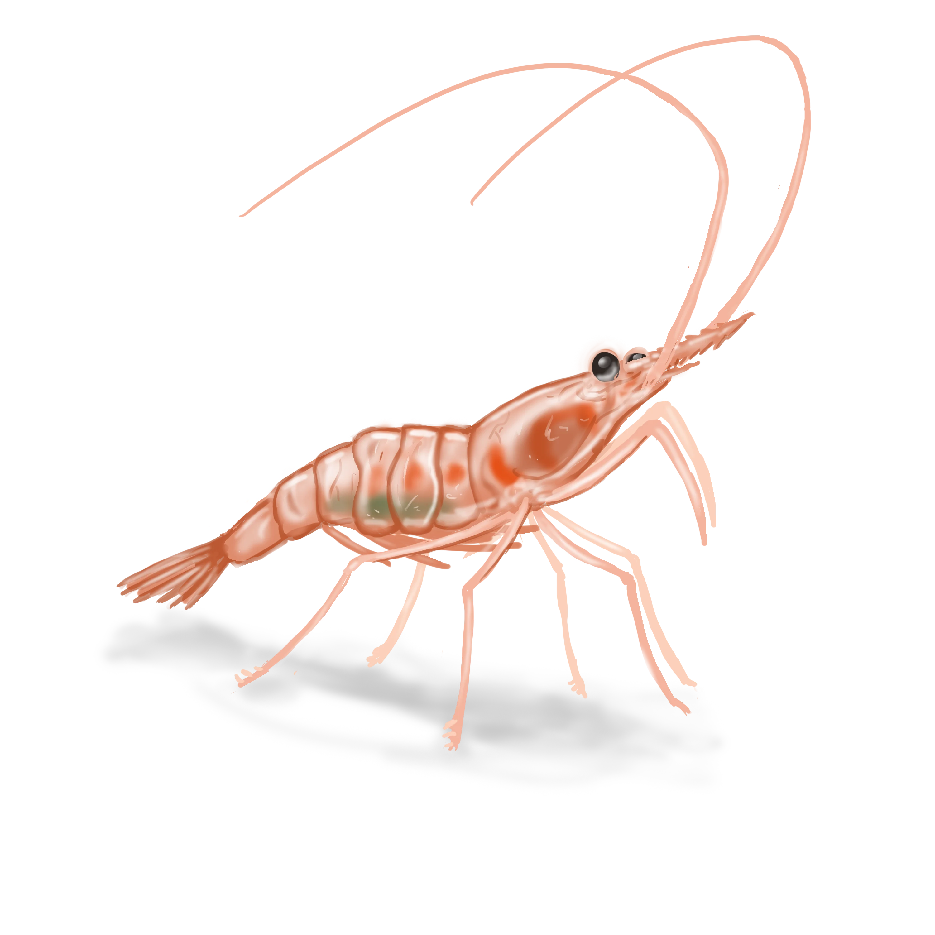 Colour illustration of a Northern shrimp.