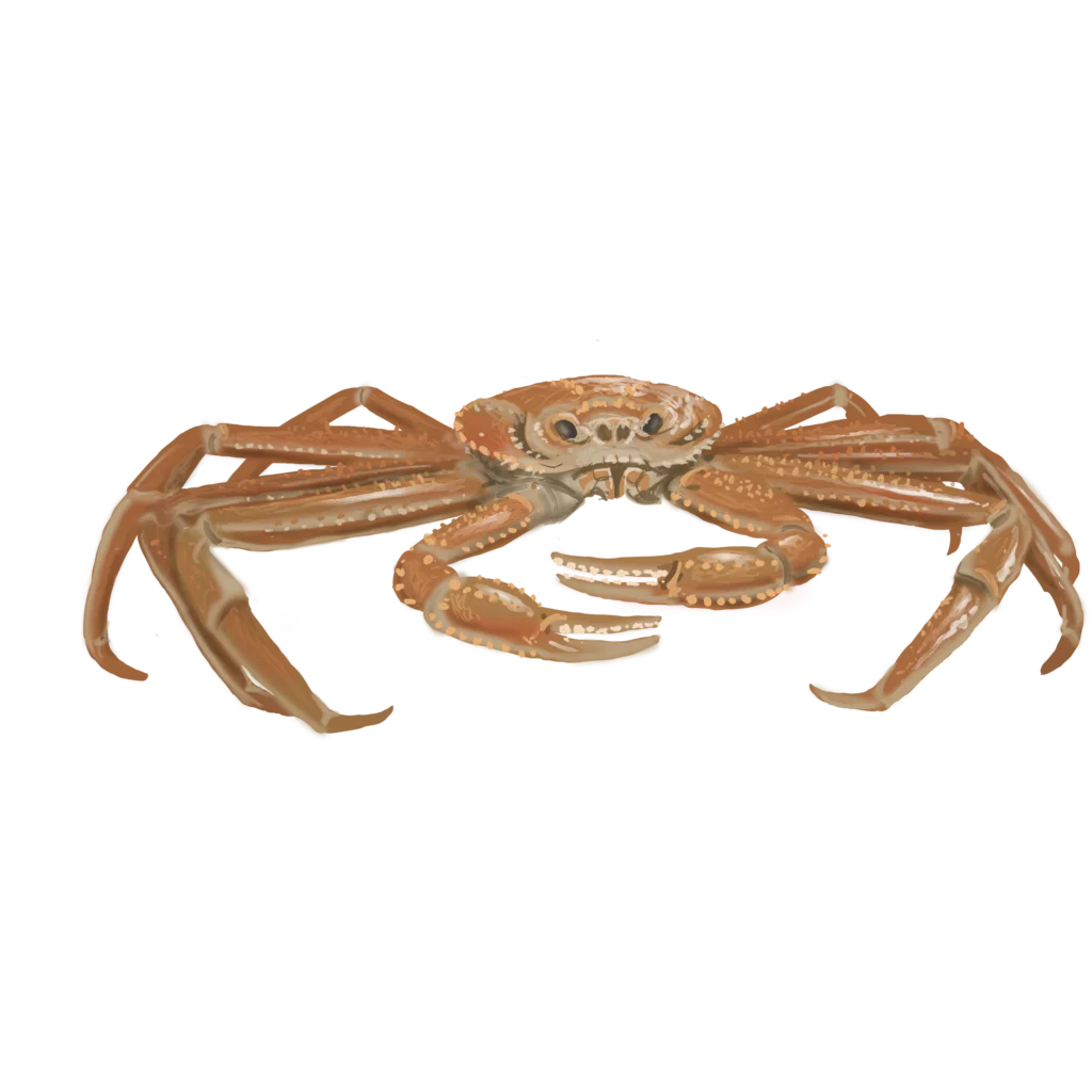 Colour illustration of a snow crab.